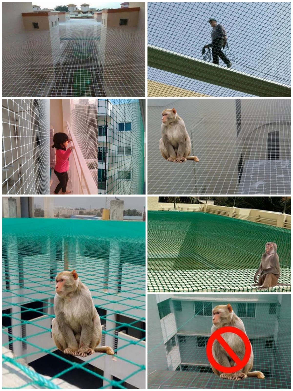 siri monkey safety nets - Siri Safety Nets & Bird Net Service & Pigeon